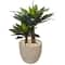 3ft. Double Agave Succulent in Sand Stone Planter